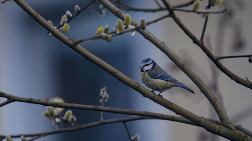 Eurasian bluetit on branch