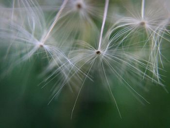 Extreme close up of spider web