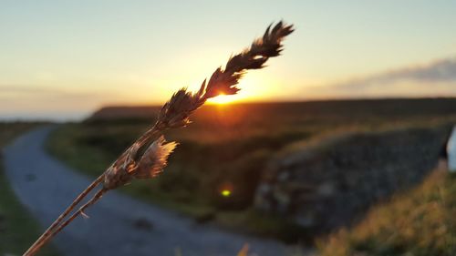 Close-up of dry plant against sky during sunset