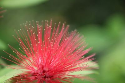 Close-up of red flower