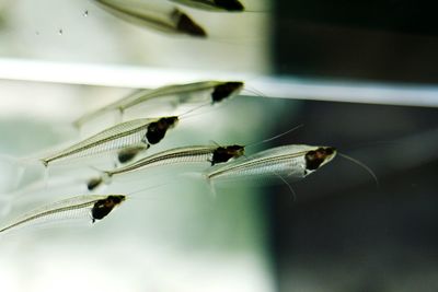 Close-up of insect flying