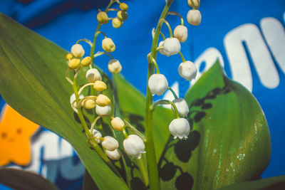 Close-up of flowering plant