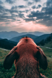 Close-up of a horse on field against sky