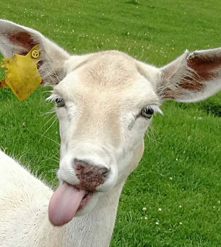 SHEEP ON GRASSY FIELD