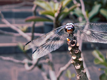 Close-up of dragonfly on plant