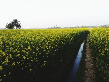 Yellow flowers growing on field against clear sky