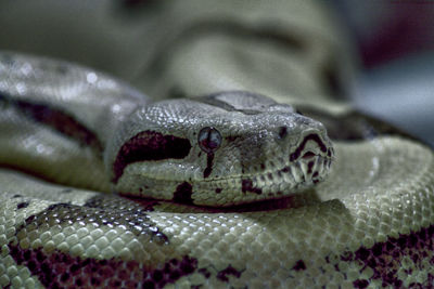 Close-up of snake at zoo