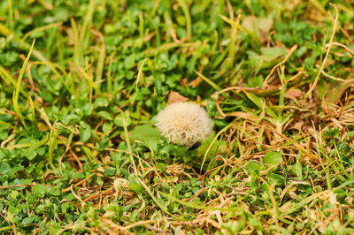 Close-up of dandelion on field