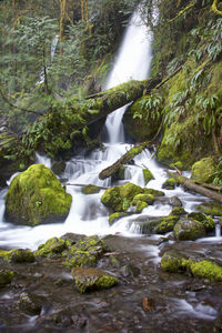 Scenic view of olympic national park waterfall in forest