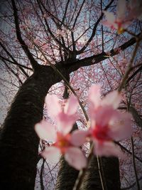 Low angle view of flowers on tree