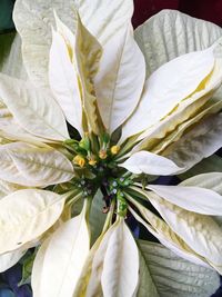 Close-up of white flower