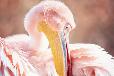 Close-up of a bird