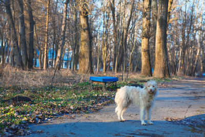 Free-ranging urban dog . abandoned street animal , looking in the camera