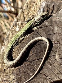 Close-up of lizard