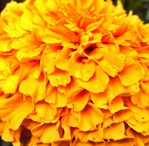 Macro shot of yellow flower