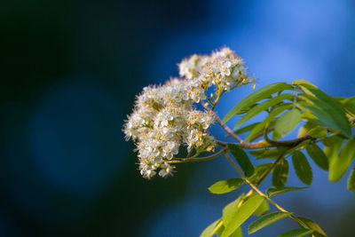 Close-up of flowering plant against blue sky