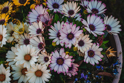 High angle view of purple flowering plants