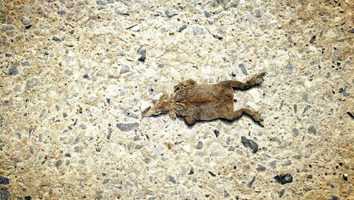 High angle view of crab on sand