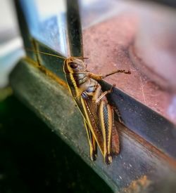 Close-up of grasshopper