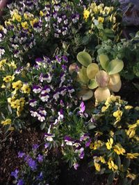 Close-up of fresh yellow flowers blooming in park