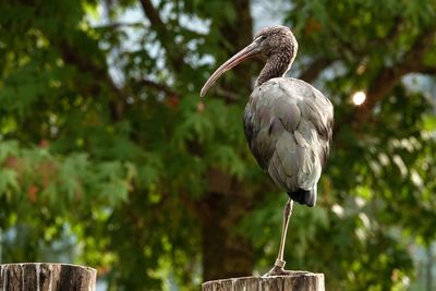 Close-up of bird perching on wooden post