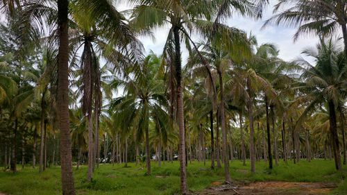 Palm trees in forest against sky