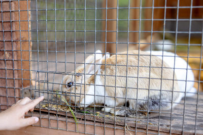 Cute rabbits on animal farm in rabbit-hutch. bunny in cage on natural eco farm. animal livestock