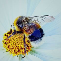 Close-up of insect on flower