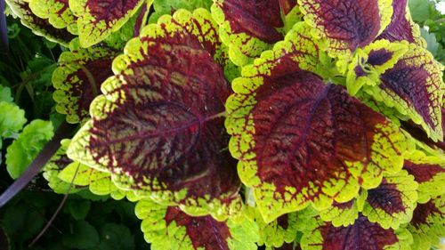 Close-up of leaves