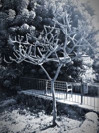 Snow covered trees by railing