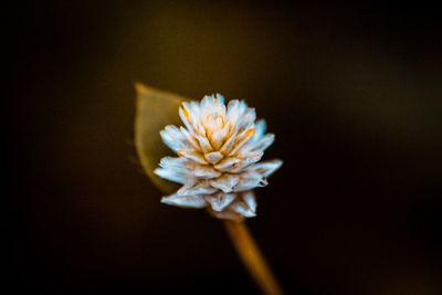 Close-up of flower blooming against black background