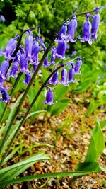 Close-up of purple flowering plants on field