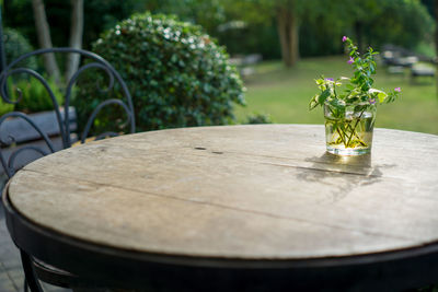 Close-up of plant on table
