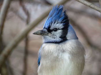 Close-up of a bird looking away