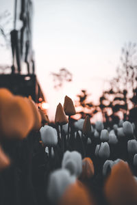 Close-up of hand against orange sky