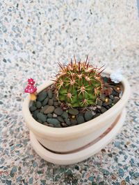 High angle view of succulent plant in pot