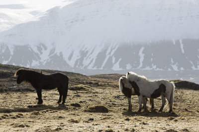 Icelandic horses in front of snowy mountains