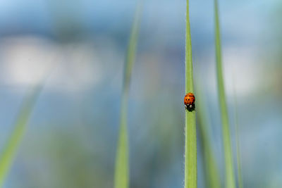 Close-up of ladybug on plant