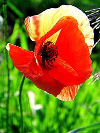 Close-up of red poppy blooming outdoors