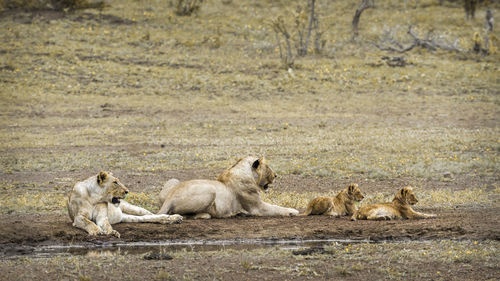 Lionesses sitting with cubs on land