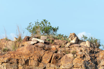 Low angle view of lion on rock against clear blue sky