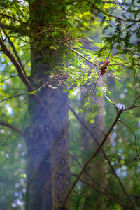 Low angle view of trees in forest