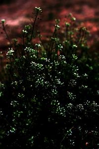 Close-up of wet flowering plant