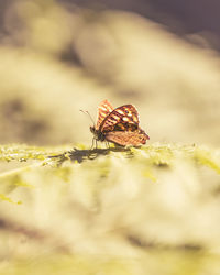 Close-up of butterfly on plant