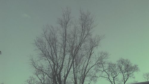 Tree against clear sky