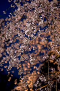 Close-up of flowers against blurred background