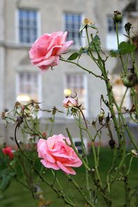 Close-up of pink flowers blooming outdoors