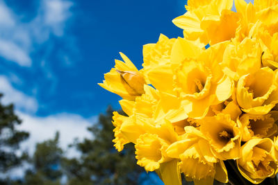 Beautiful bouquet of yellow daffodils with blue sky, white clouds and trees background, narcissus