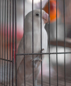 Close-up of bird in cage