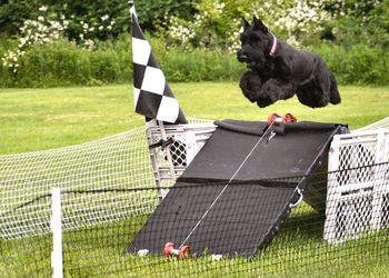 Dog jumping on grass